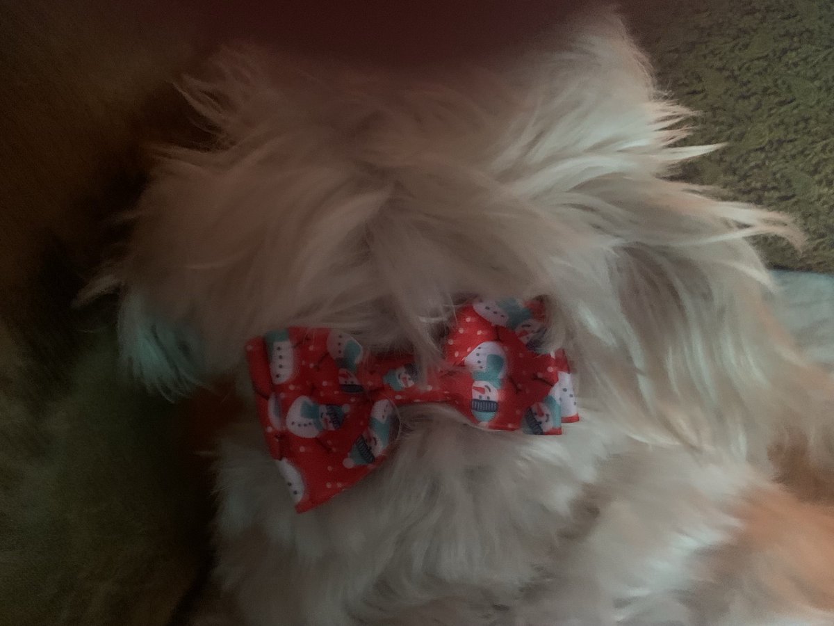 christmas collar to cheer mum up❤️