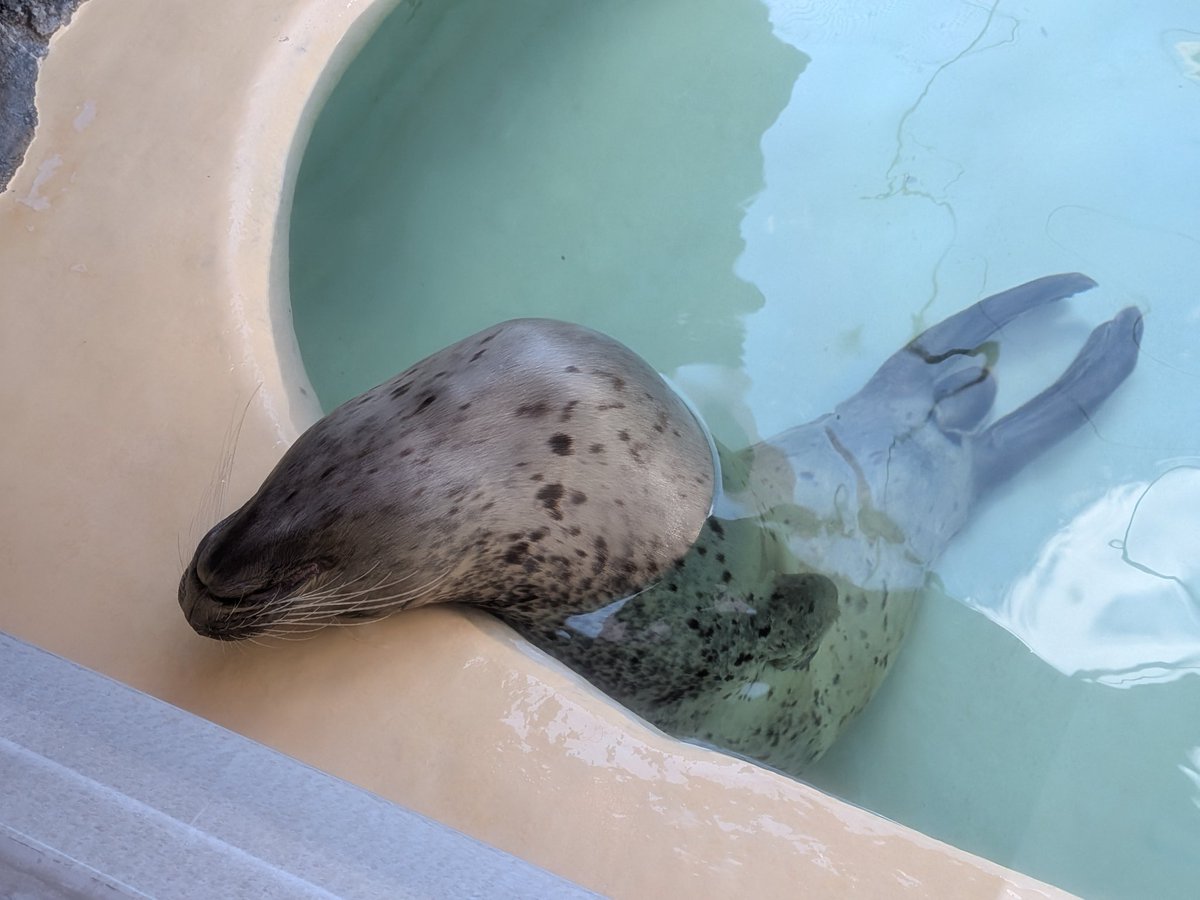 ヒレアシ（鰭脚類）情報 (@hirezake2024) / Posts / X