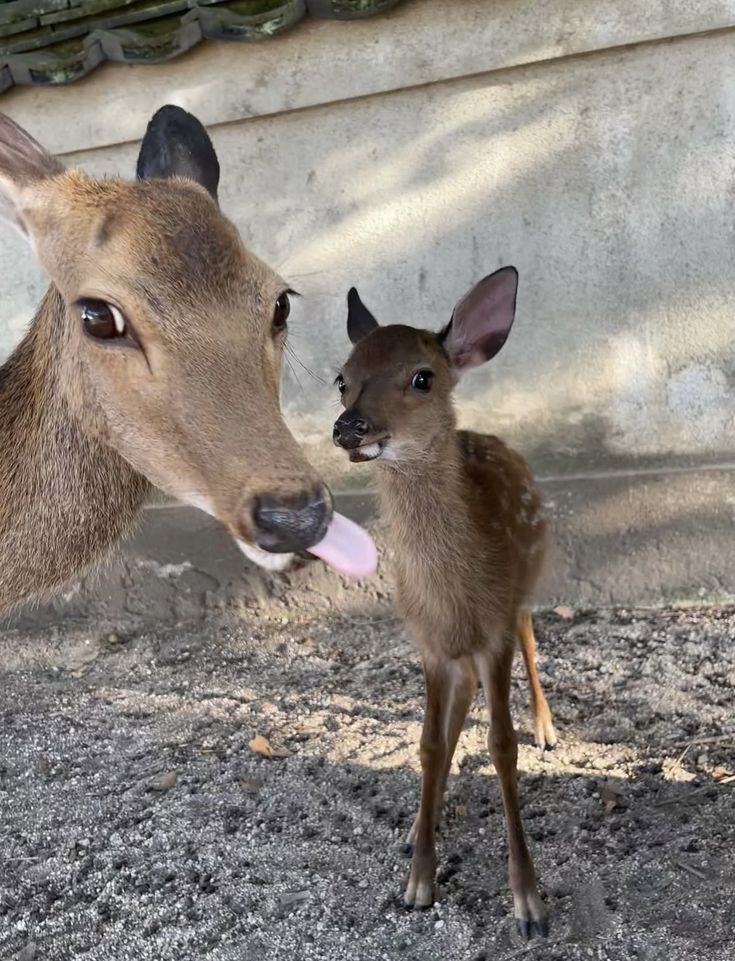 let's be silly with mama