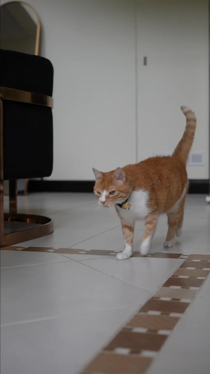 Where are my Christmas treats? Still waiting, daddy <a href="/Davincij15/">Davinci Jeremie</a> 😹