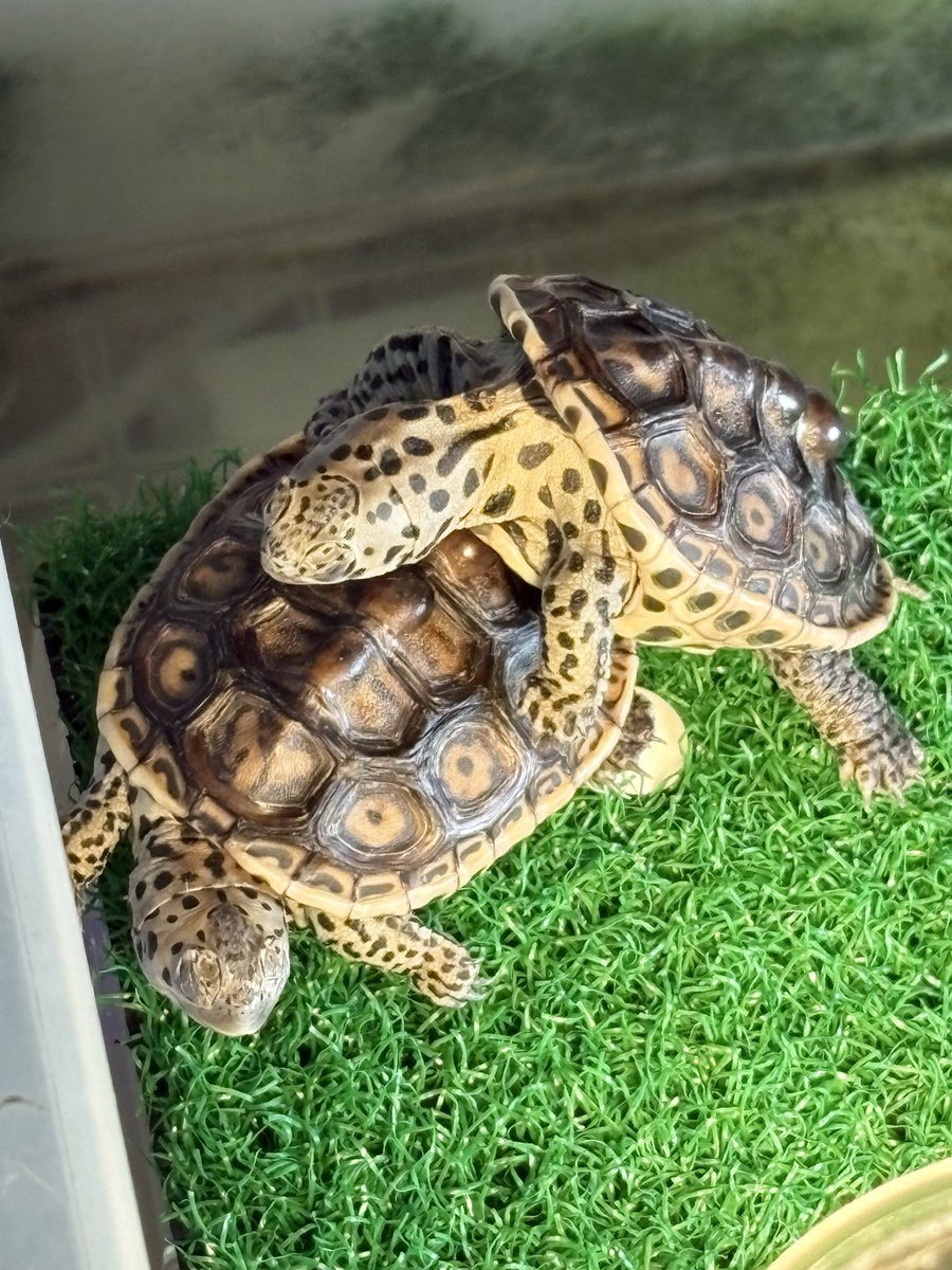 仲良く干してる🐢✨

#ダイヤモンドバックテラピン
#DBT