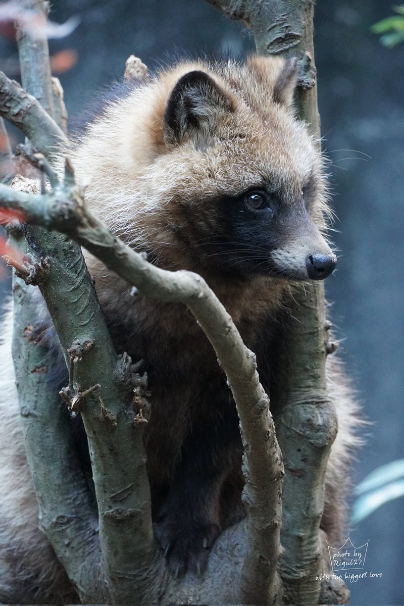 たぬきᐢ⓿ᴥ⓿ᐢ たぬきの赤ちゃんをただ見るだけ₍ᐢ⓿ᴥ⓿ᐢ₎✨ #たぬき #タヌキ