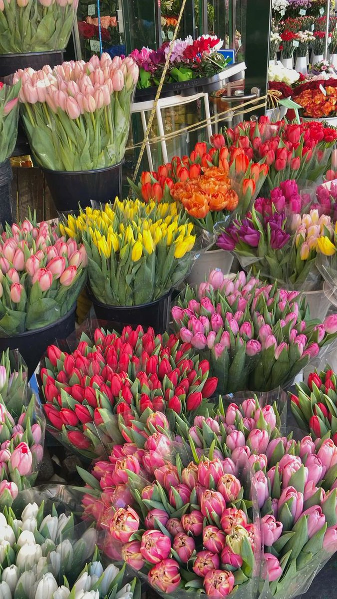 Only Tulips (@tutututututulip) on Twitter photo 
