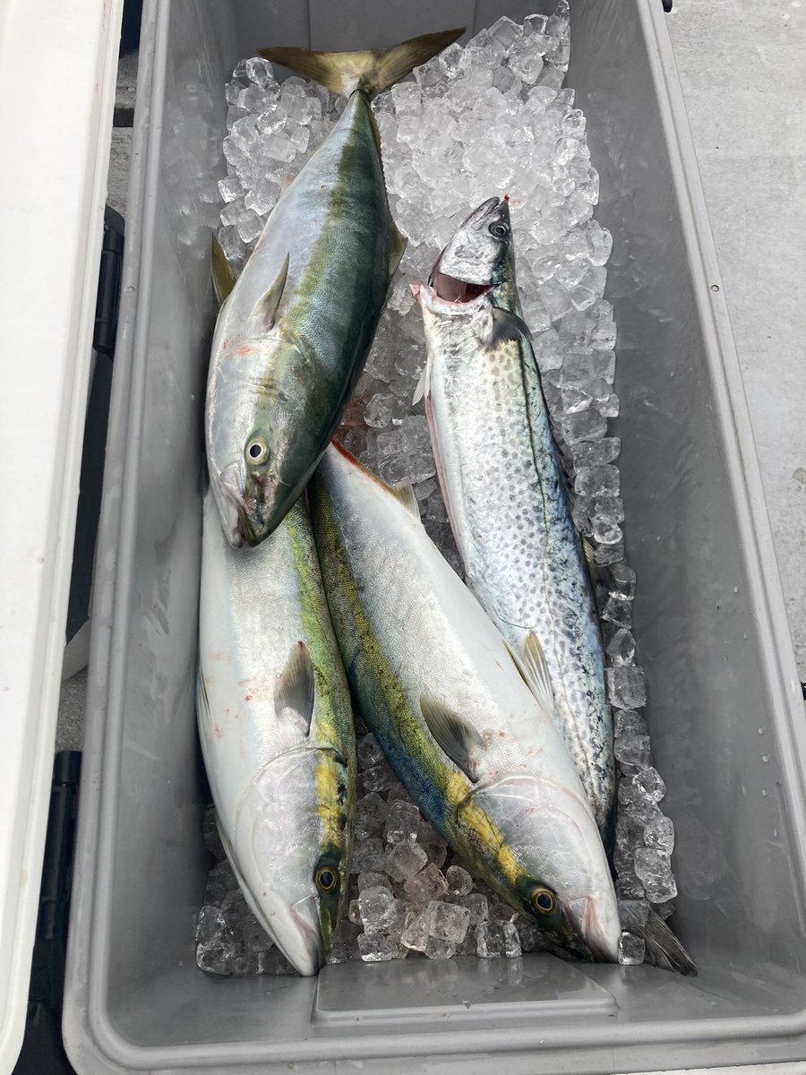 おおわし tweet media