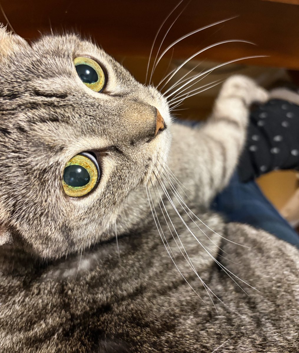 膝でくつろぐウチネコさま🐾
（冬季限定）
#サバトラ