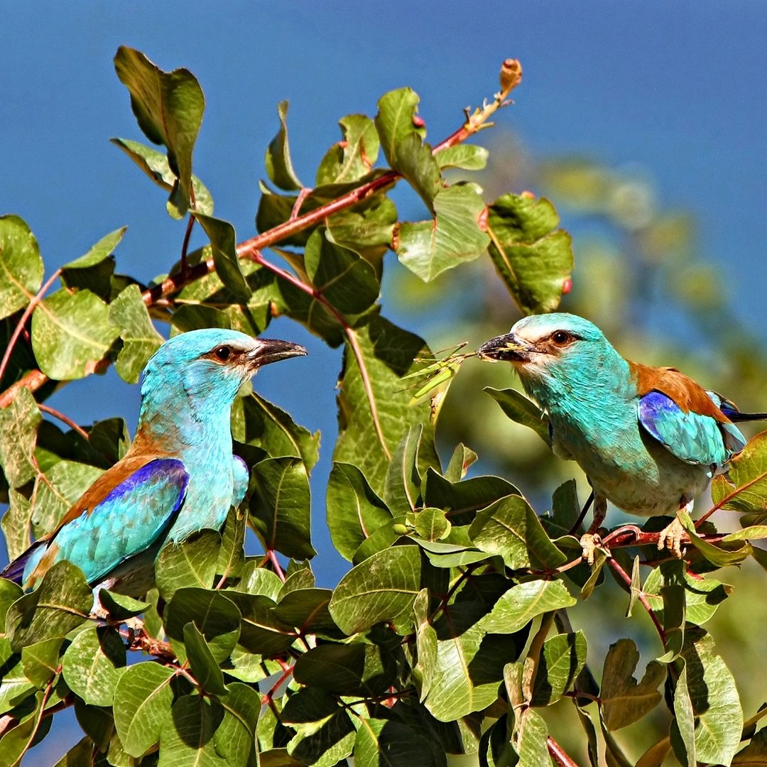 Birbirinden farklı sesleri, renkleri ve süzülüşleriyle doğamıza ayrı bir güzellik katan kanatlılar… 🌿🕊️

Doğa, onların varlığıyla çok daha güzel!

Kulaklı Orman Baykuşu (📷 Erman Kırankaya)
Karabatak (📷 Ünsal Yılmazer)
Yeşil Ağaçkakan (📷 Murat Demirtaş)
Gökkuzgun (📷 Ercüment