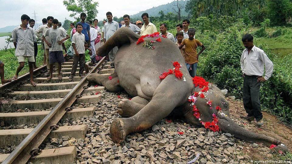AKnowledgeRealm's tweet photo. 7 elephants died in India after train collided with a herd of elephants. A very tragic incident 💔 https://t.co/hcK5OuNAbR