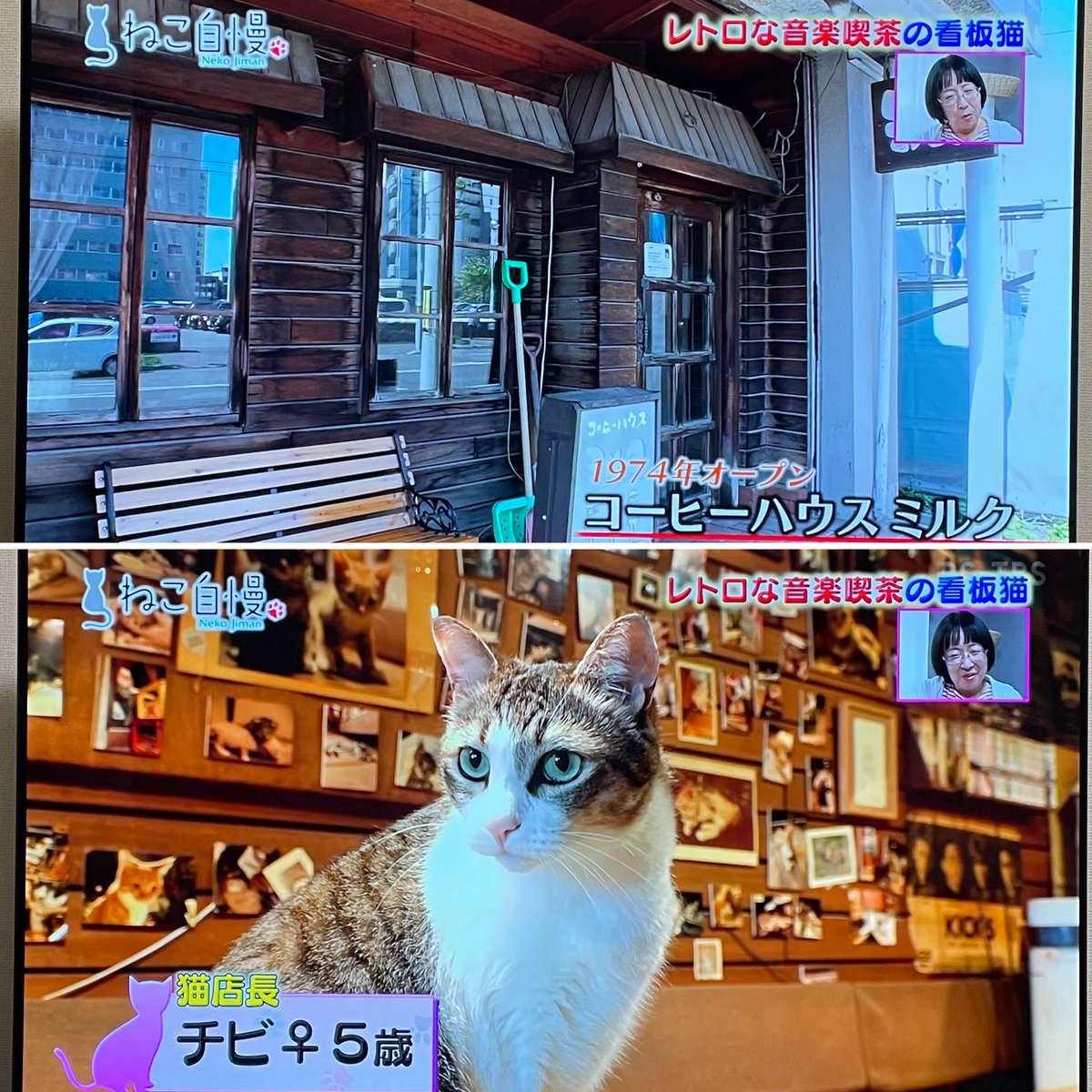 録画してたねこ自慢を見ていたらCM前の写真にあみちゃん？と思ったら