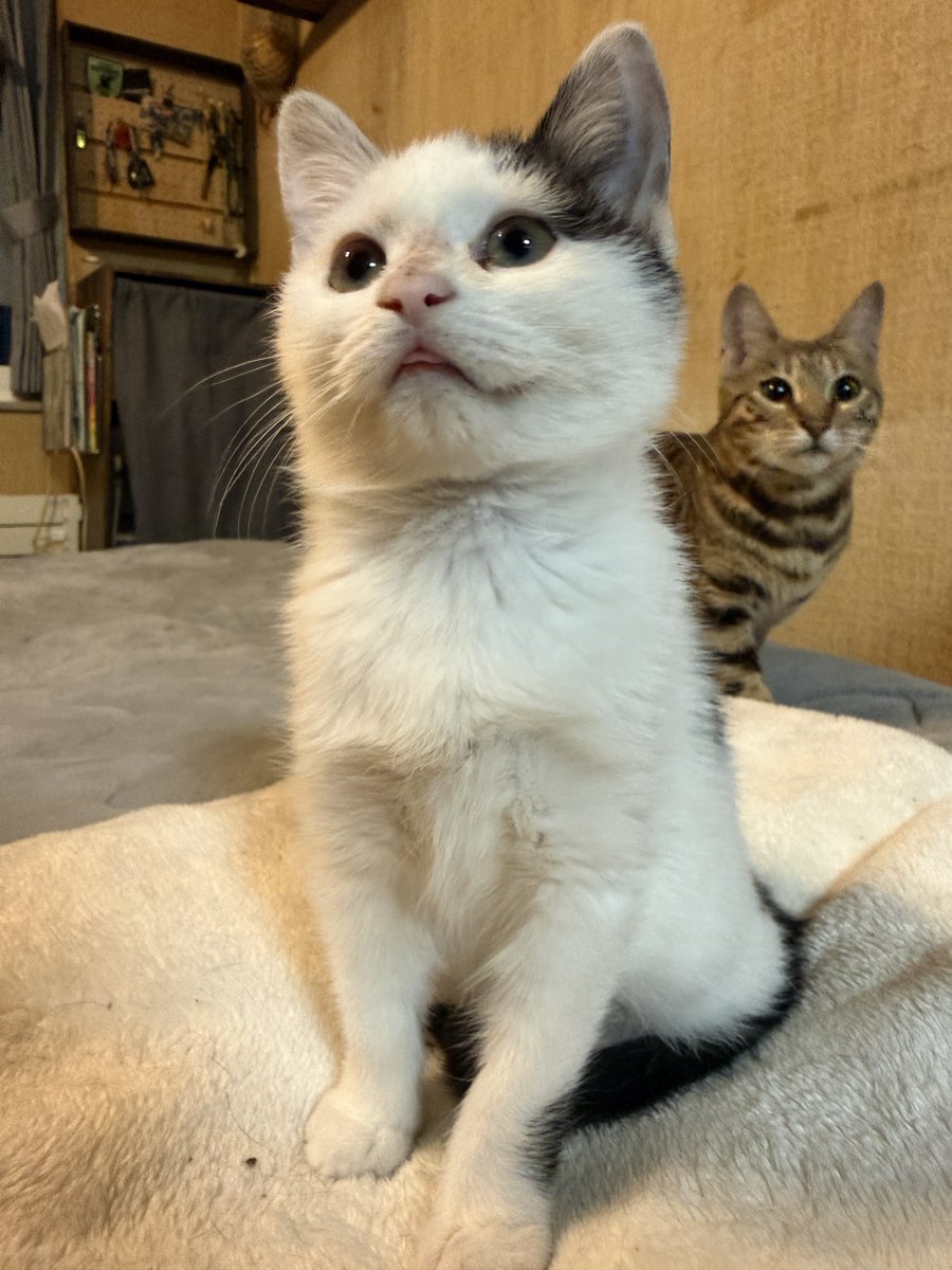 週休8日の猫吸い (@8VA64ArRkX7nOHE) / Posts / X