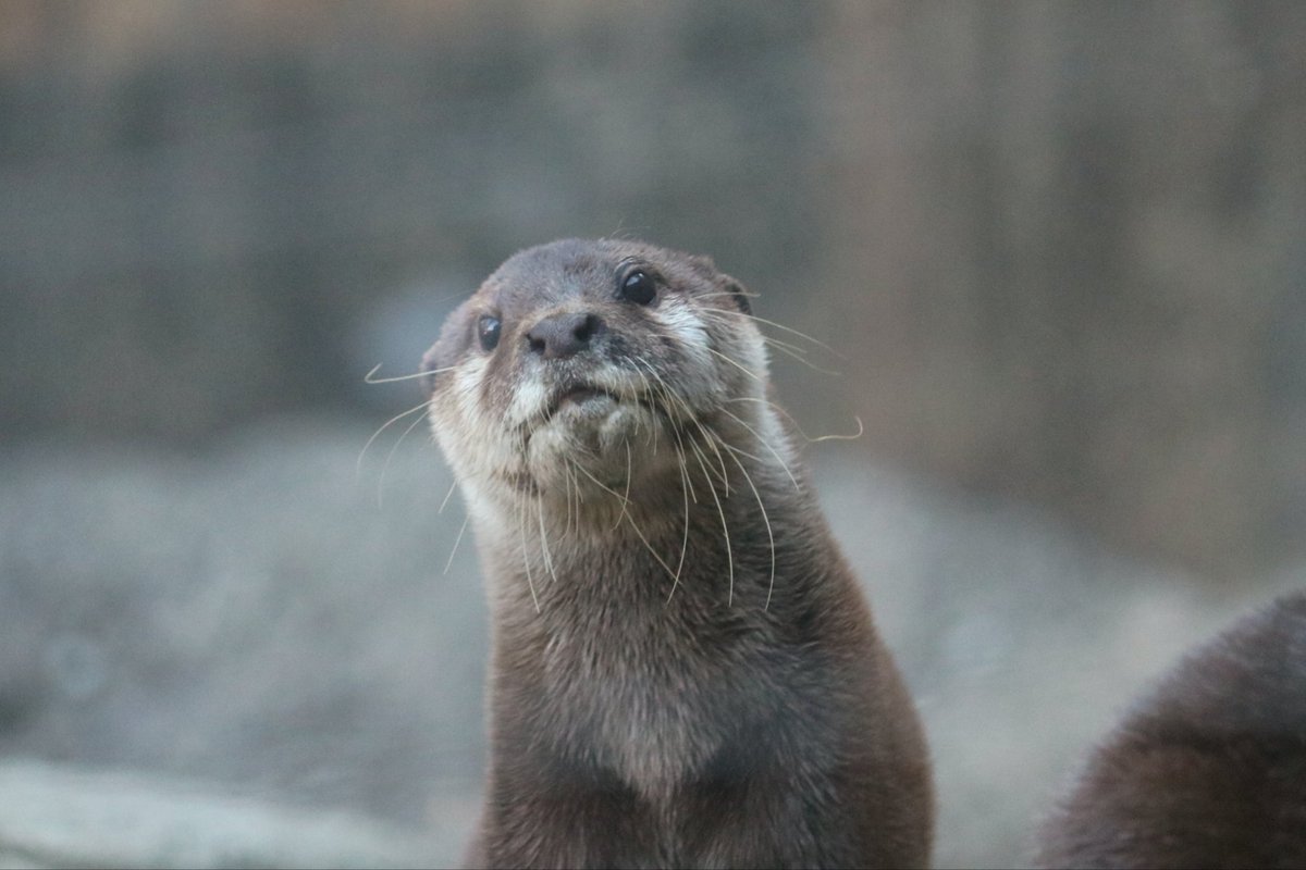 📷️2025.12.17
おじさんにのぞき込まれたら誰でもこんな顔になるよね😂
#ガク
#コツメカワウソ
#上野動物園