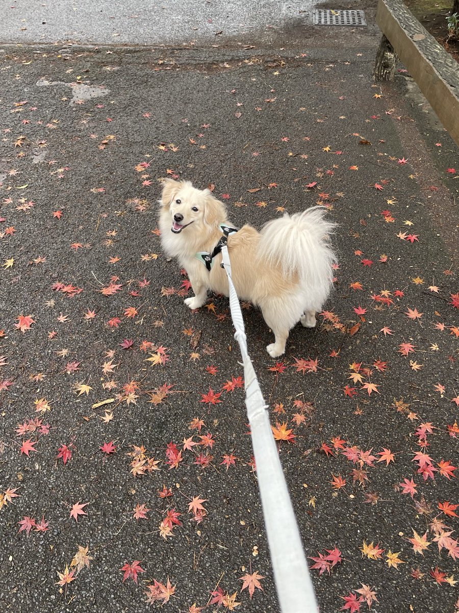 とろろ犬　エメラルド とろろ犬 エメラルド とろろ犬 エメラルド 2025年春新製品】とろとろ