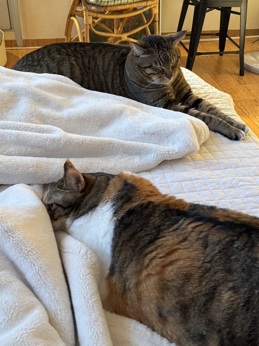 빨래랑 청소 다 하고 시장도 다녀옴.. 이제 남은 일정 누워서 포도먹기 ..