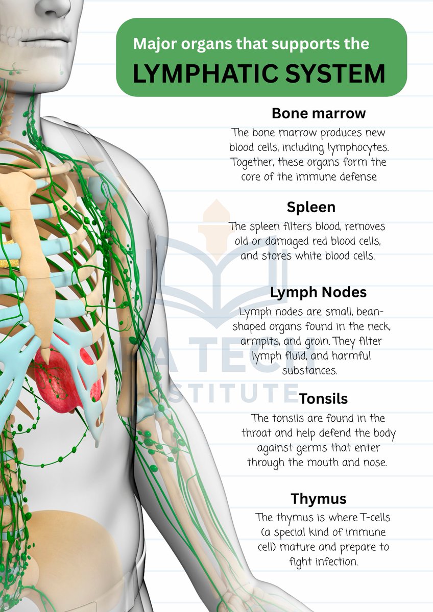 TechInstitutePA's tweet photo. *The Lymphatic System*

#fun 
#funfacts 
#PPSC 
#css 
#deepthoughts 
#deeplearning 
#Learning 
#CodeYourLife
#PATechInstitute
#ScienceofUniverse
#LearnToday_LeadTomorrow https://t.co/tOfRQwX0AW
