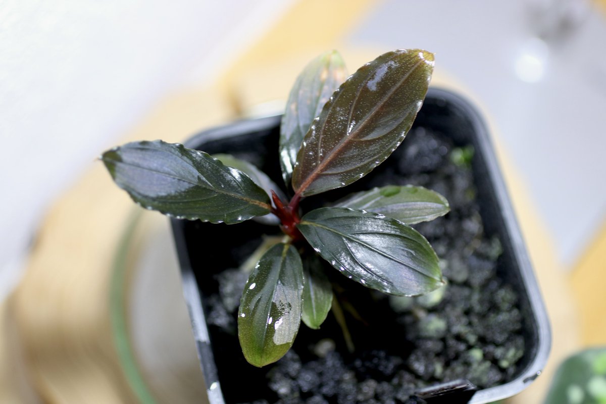 Bucephalandra kishii【AZ0420-6】 Bucephalandra kishii from Kapuas 【AZ0420-6】 ミニキシィ 脇芽ごと