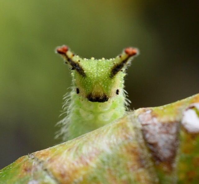 lavieestbelIe's tweet image. Here are close ups of a little caterpillar to brighten your day