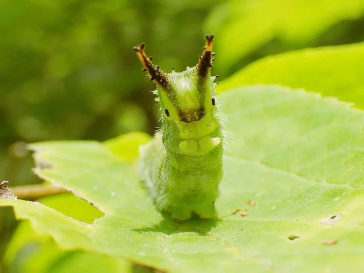 lavieestbelIe's tweet image. Here are close ups of a little caterpillar to brighten your day