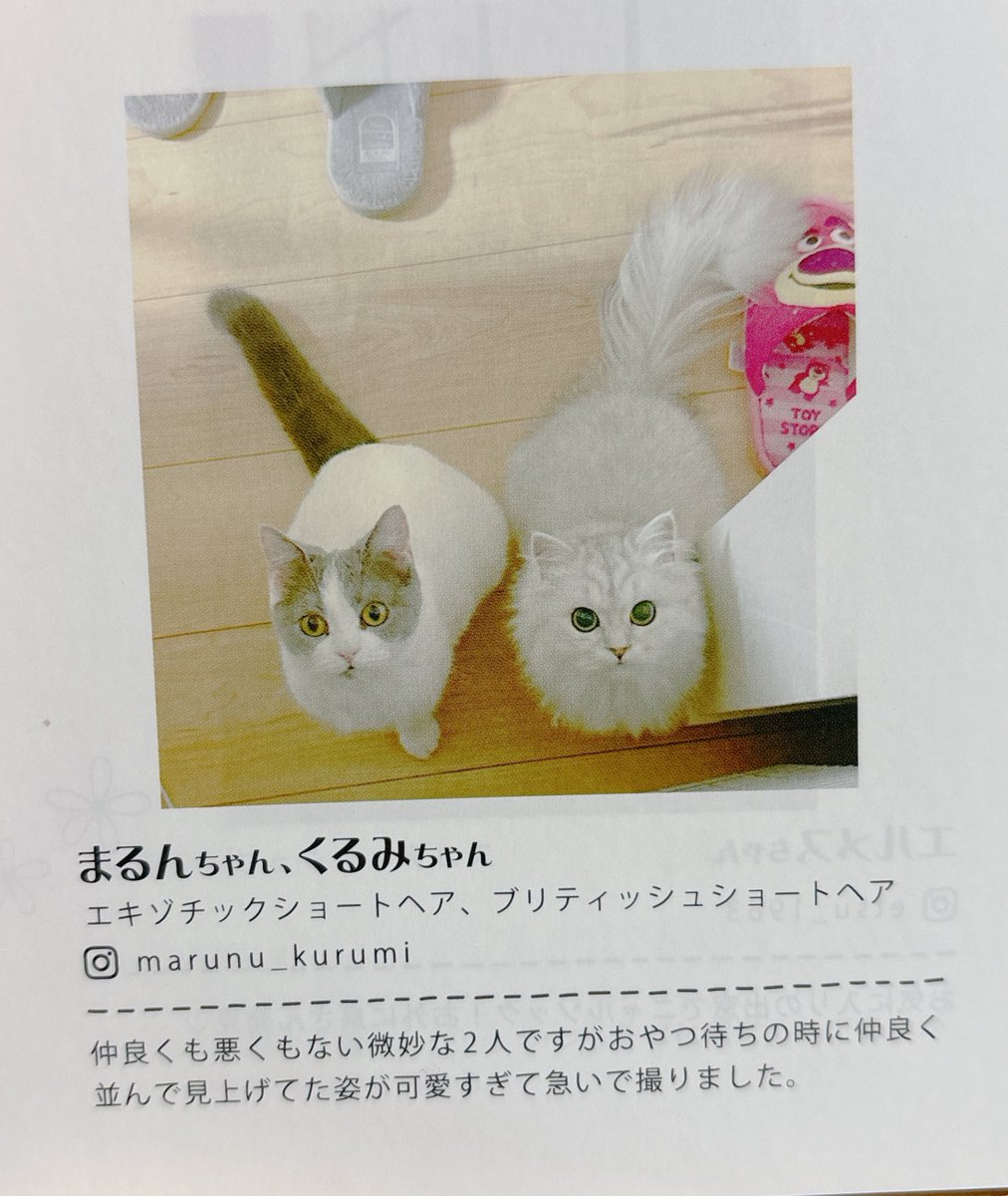 NyanCon（ニャンコン） | 「猫と共に」公式アカウント🐾 (@NyanCon01