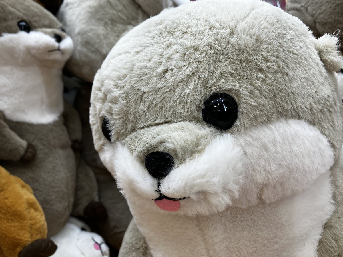 カワウソ Amazon.co.jp: アミューズ カワウソうそやんSTこげチャン703502 全長約