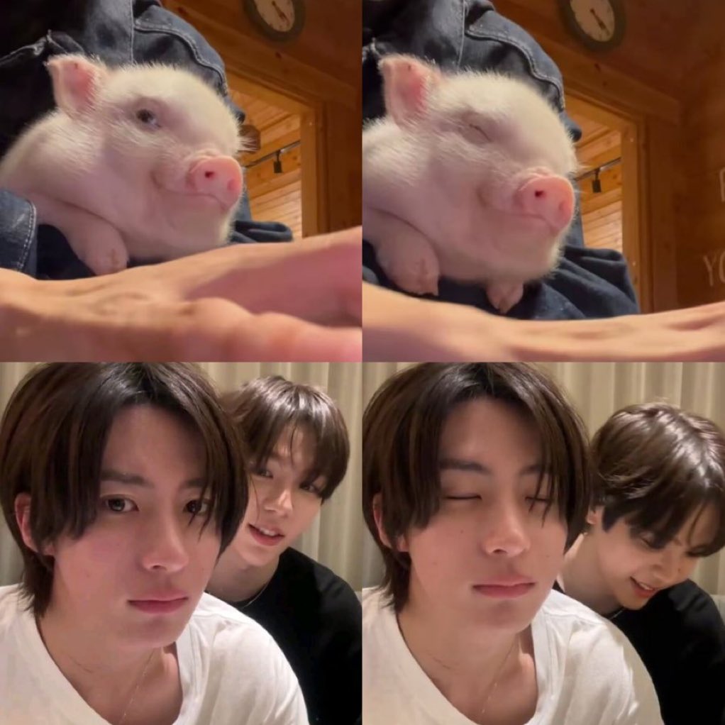 คิสก้า la tweet media