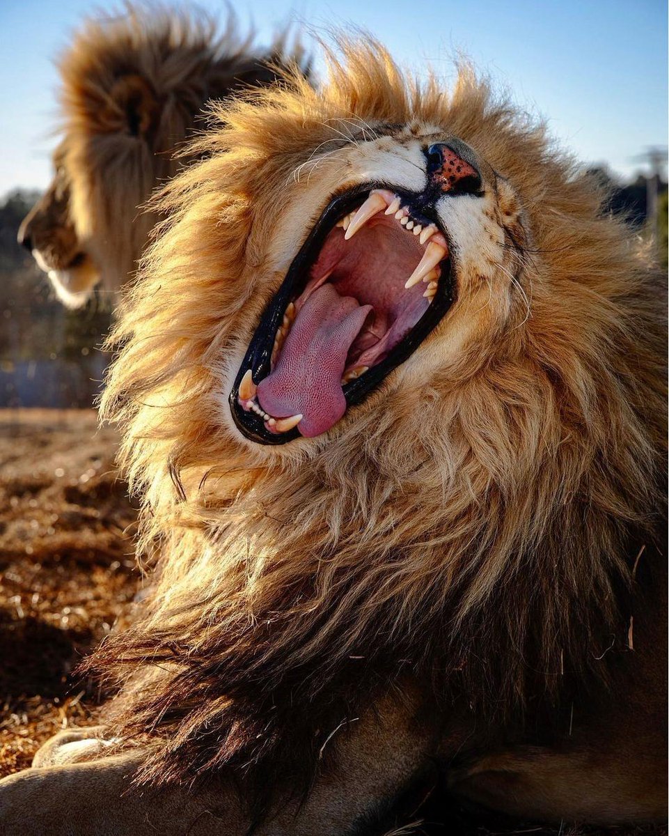 Lions 🦁 (@lionseveryday) on Twitter photo 