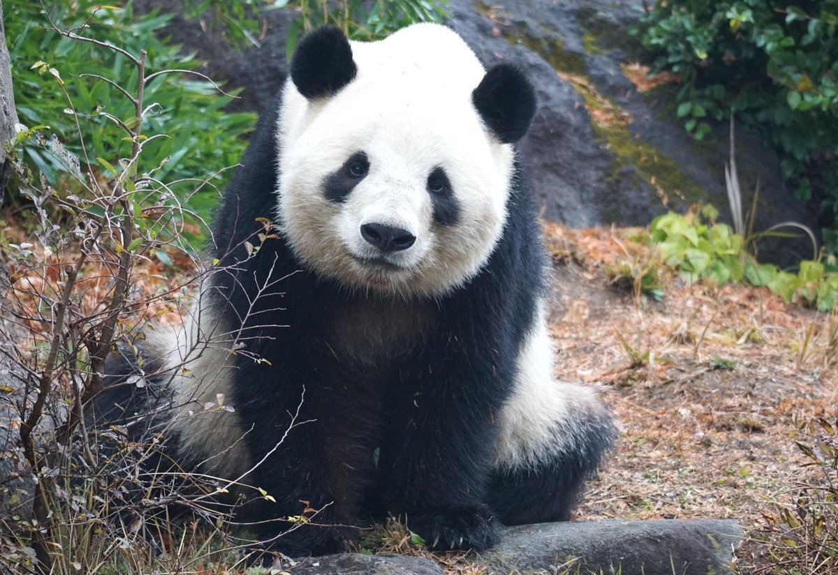 flypanda (@fly_panda6) / Posts / X