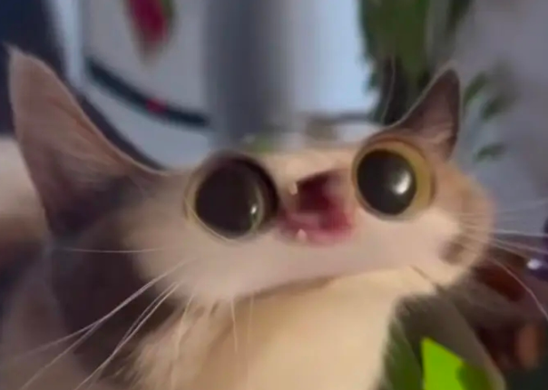 Memeshiit's tweet image. 1st day of MEEPING is actually Good. LETS KEEP MEEPING, WE WONT STOP MEEP! MEEP!

$MEEPCAT