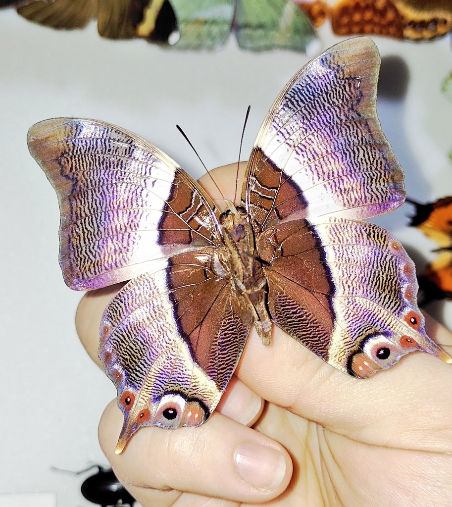 標本屋のぶんぶん (@poly_specimen) / Posts / X