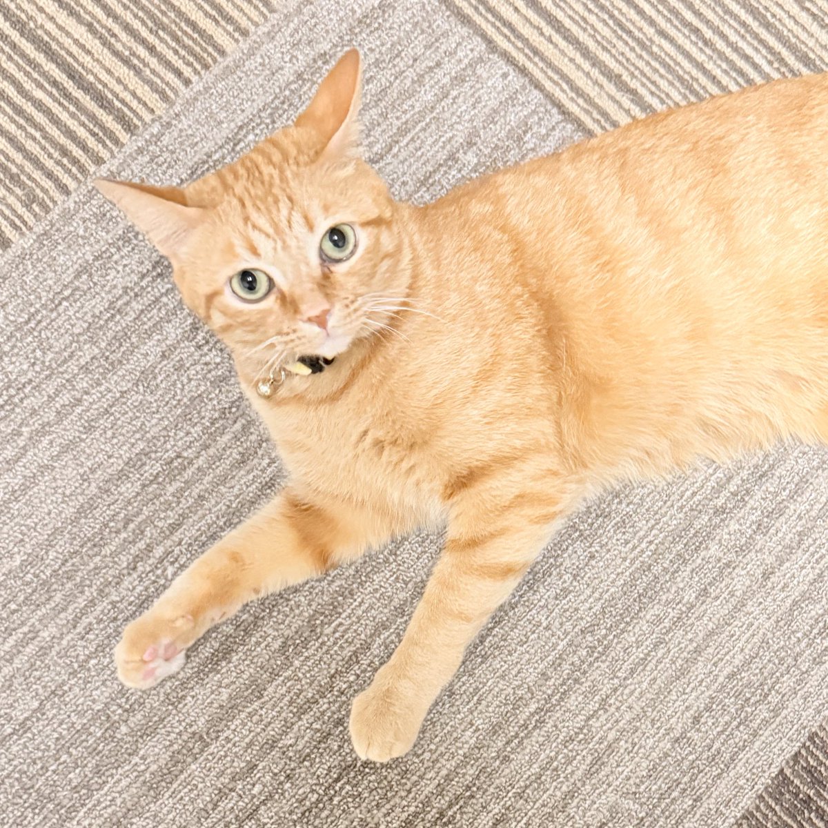 おねこさん🐈 (@moto_jia) / Posts / X