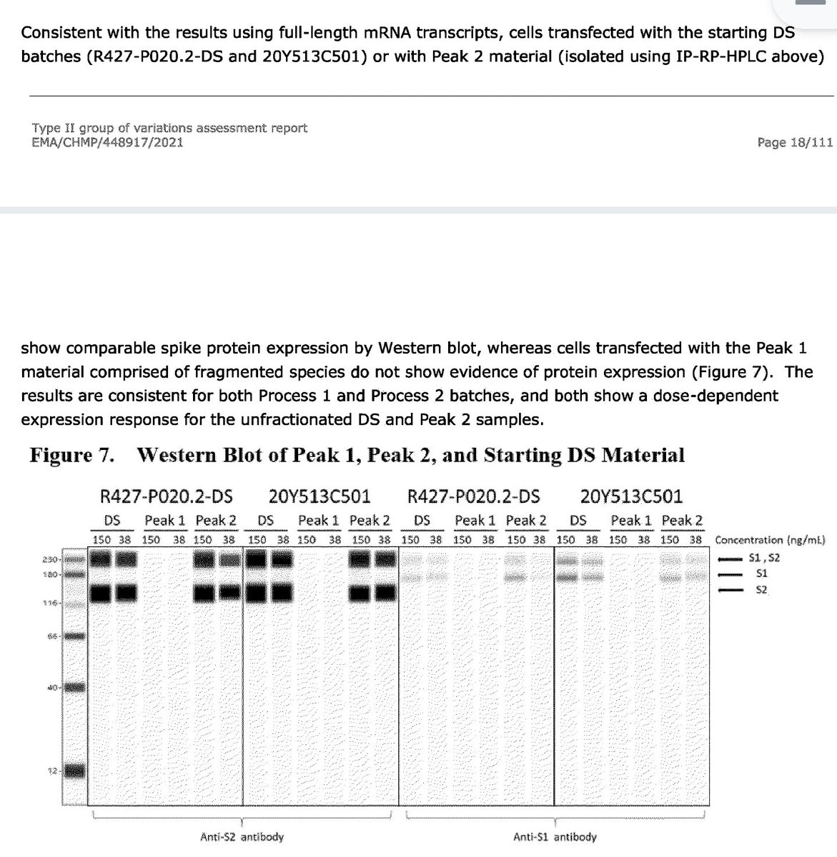 53v3n0fn1n3's tweet image. She refuses to comment on fraudulent western blots regarding the off-target protein production in BioNTech/Pfizer published by Andreas Kuhn and waived by EMA rapporteurs #Blotgate @Jikkyleaks.