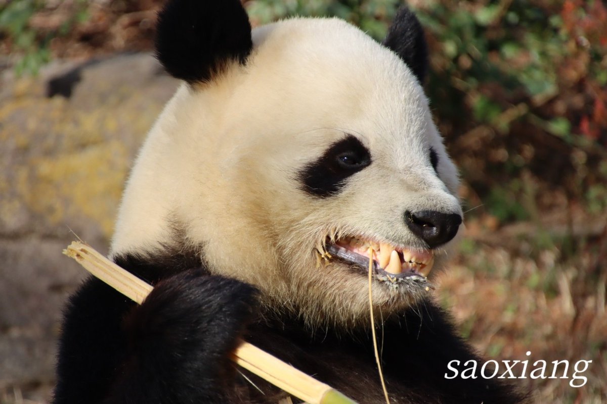 Xiang915's tweet photo. 2025.12.19
🐼💚：わー、これは事務所NGでしゅよ💦
#上野動物園
#ジャイアントパンダ
#シャオシャオ
#双子パンダ https://t.co/UV4kjtHEL1