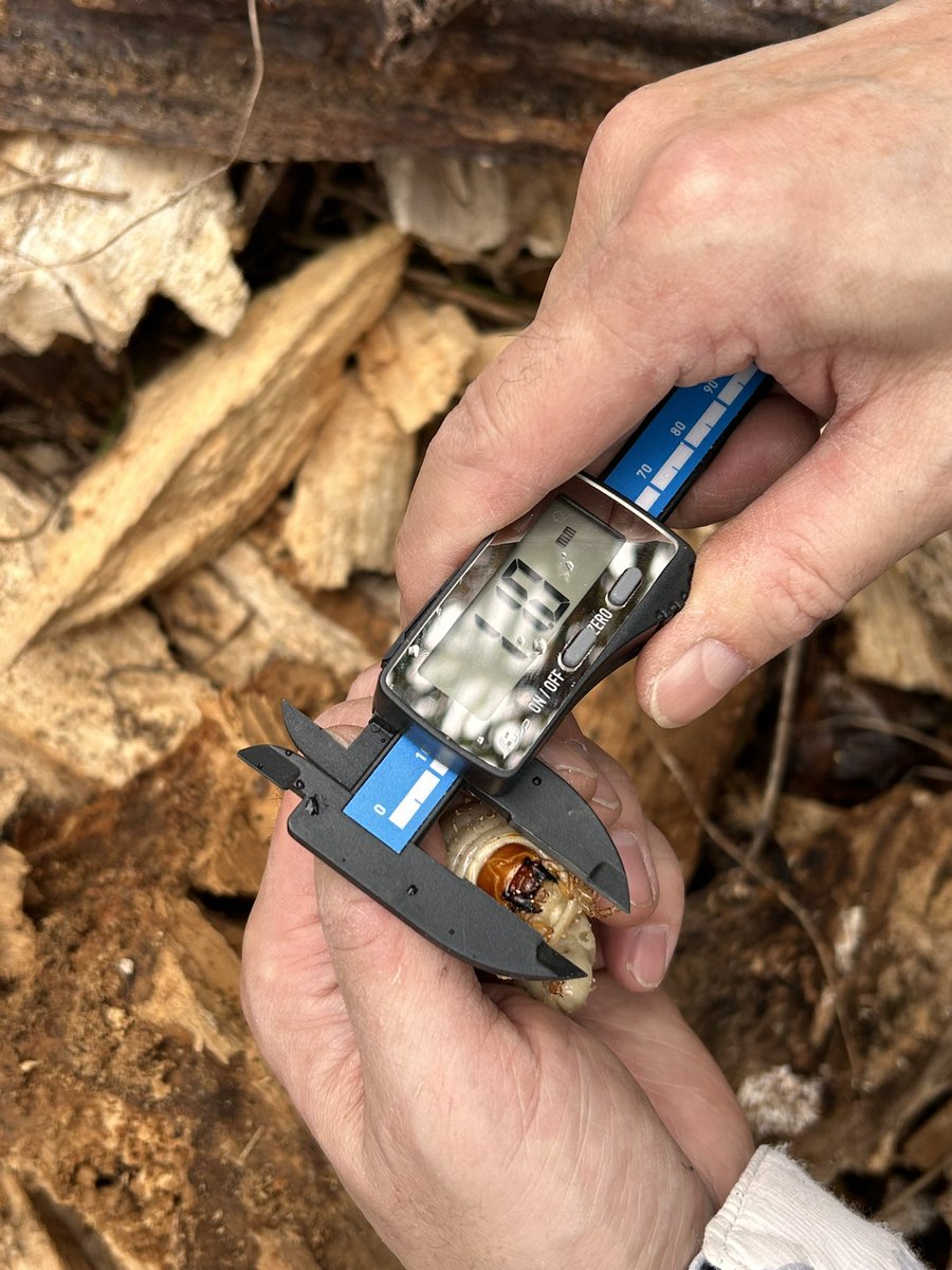 今日はまー坊さんとオオクワ採集😄

頭小さいけど幼虫でかすぎぃ！黒いので出したかったなぁ