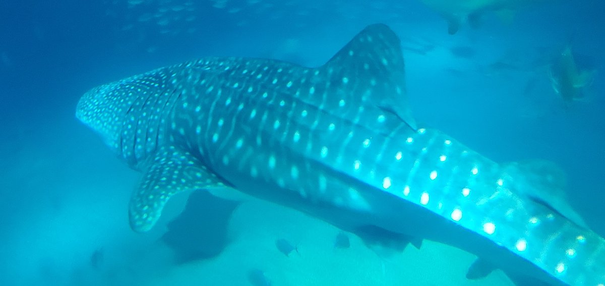 無事ジンベイザメ見れた…！ 昔来た時ちょうどおなくなりになられて