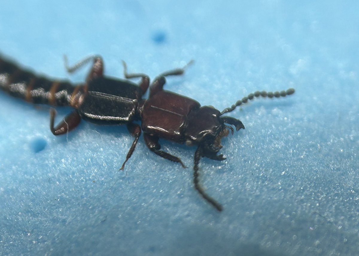 こいつは何者だろう