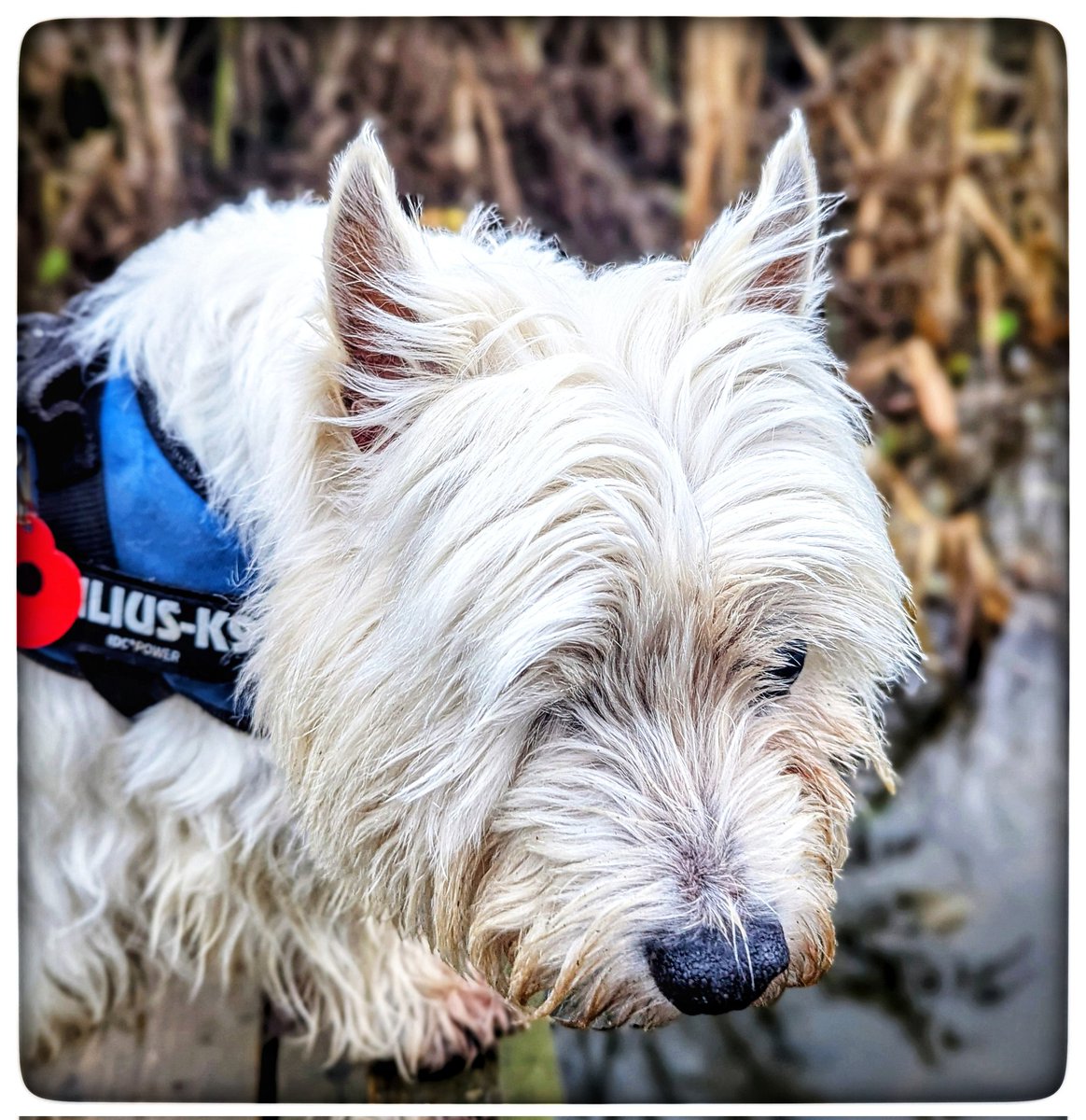 #Winter walks 
I like this pic of Freddie 🥰
He's interested ♡
Freddie is a 9 year old rescue Westie 
I noticed the robins singing 
The moorhens calling 
Light comes through the trees now 
✨ Be where your feet are ✨ 
Things that make me happy 💛
#Gentleness 🩵
#Ready4Freddie