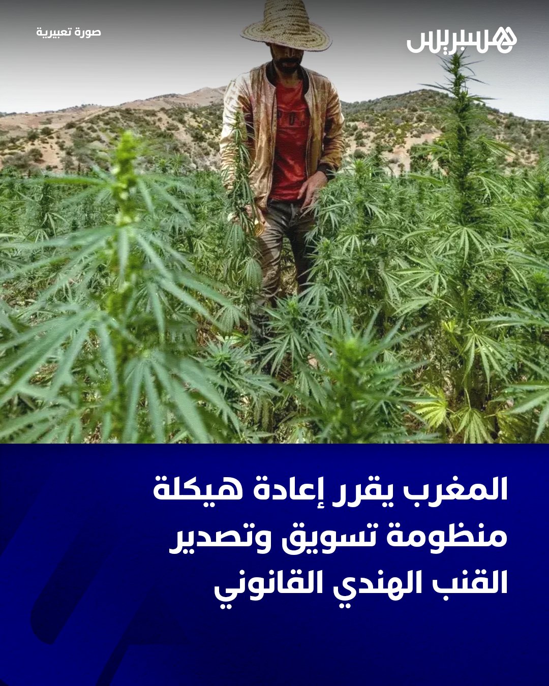 في خطوة تنظيمية جديدة تروم إعادة هيكلة منظومة التسويق والتصدير الخاصة بمنتجات القنب الهندي القانوني وضبط مساراتها كشف مصدر مسؤول، من الوكالة الوطنية لتقنين الأنشطة المتعلقة بالقنب الهندي (ANRAC)، عن عقد اجتماع موسّع هذا الأسبوع مع جميع المتدخلين الحاصلين على تراخيص تسويق وتصدير المنتجات، وذلك في إطار تنزيل توجهات إستراتيجية جديدة تمتد إلى أفق سنة 2026.. وأوضح المتحدث ذاته أن عدد الحاصلين على تراخيص التسويق والتصدير يبلغ حوالي 60 فاعلًا، مبرزًا أنه تقرر سحب التراخيص من نحو 50 في المائة منهم، أي ما يقارب 30 شخصًا، بسبب عدم التزامهم بشروط الاشتغال المنصوص عليها قانونًا، وعلى رأسها التنسيق مع المنتجين الفلاحيين وتحمل المسؤولية المرتبطة بالمنتج.. #القنب_الهندي 