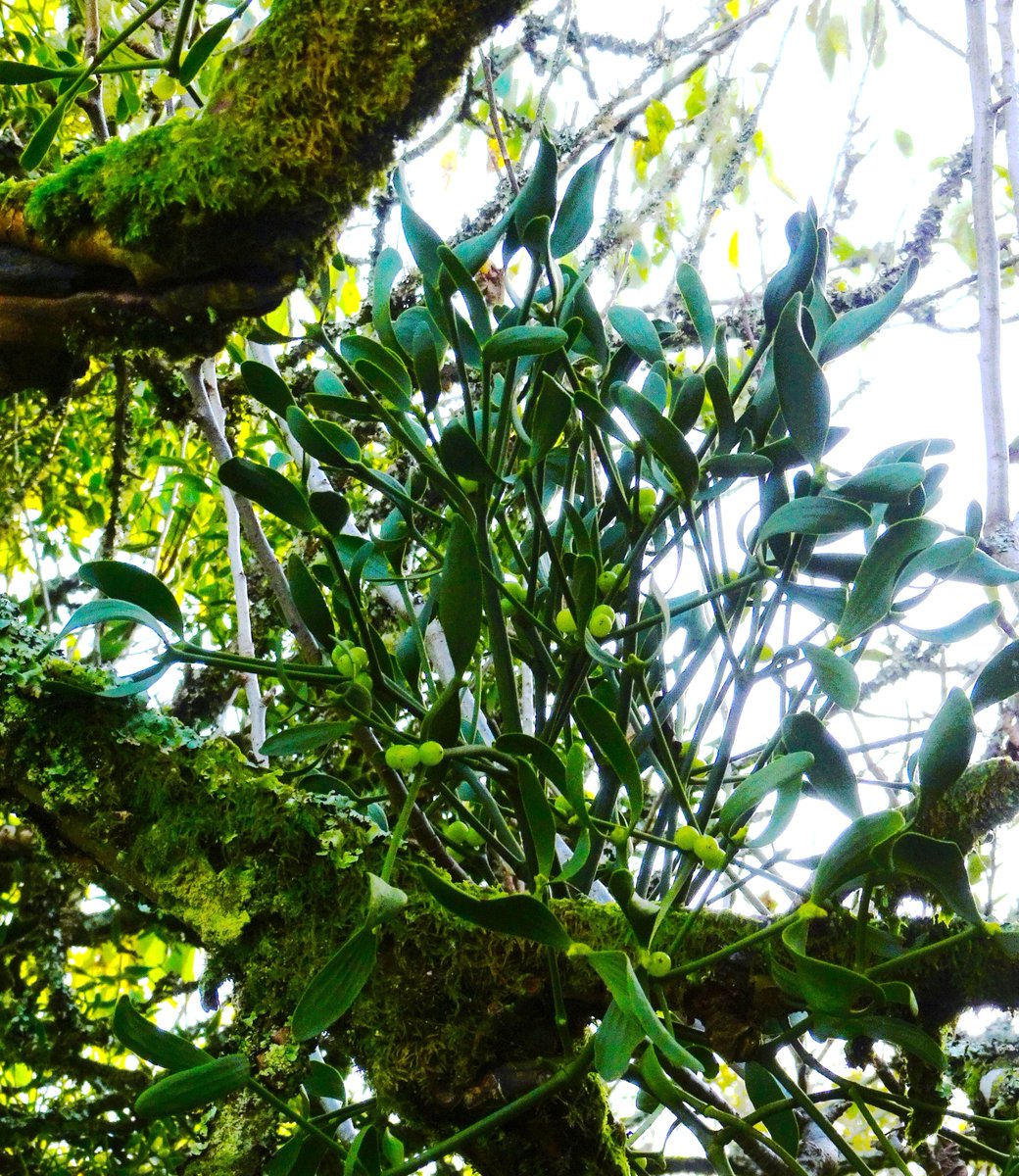 Word Loft - Sue Claremont tweet media