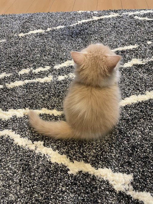 Cat 🐈 (@cutecatsmagic) on Twitter photo 