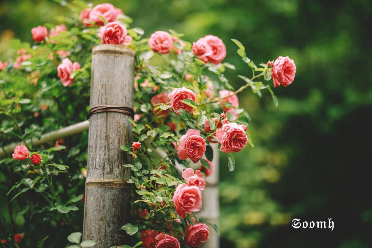 سـّـــۈمّـھ,❥ tweet media