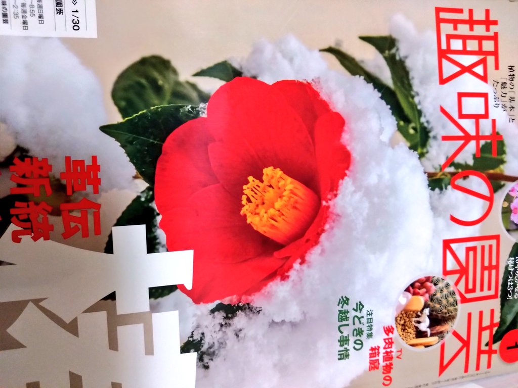 椿ページ imgrc0088200611.jpg