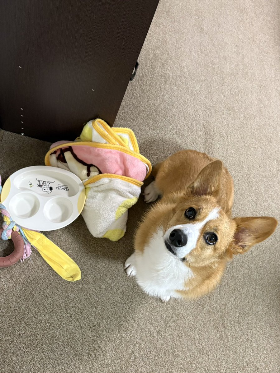 弟👶🏻が落としたお皿を真っ先にゲットして当たり前のように自分の陣地に持ち帰る犬