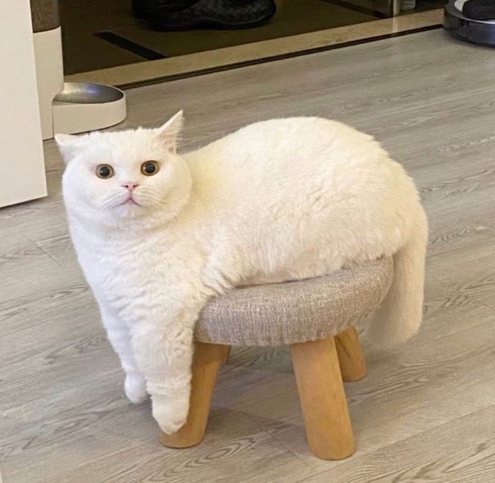 A1P4CA's tweet photo. 羊のような猫 https://t.co/hpGNlv7xjF