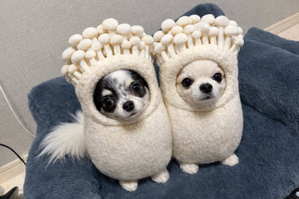 ume_hane_mari's tweet image. 