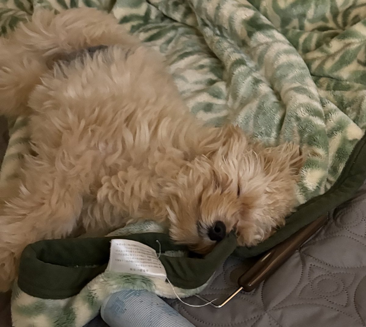 ポメころびページです＊ hqdefault.jpg