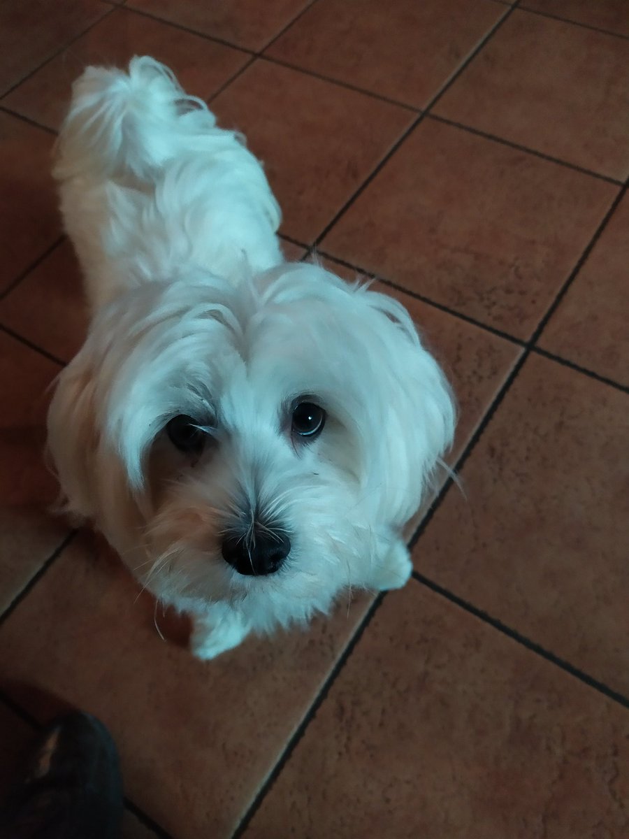 Mi sento Offeso.
"Cazzodicane" a tu' nonno. 🤔