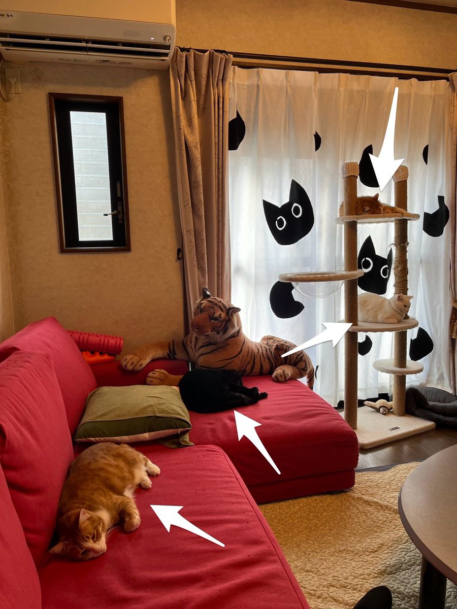 暖かい部屋は眠たくなります💤🐈 #ねこ #ネコ #ネコ好き #黒猫 #白猫