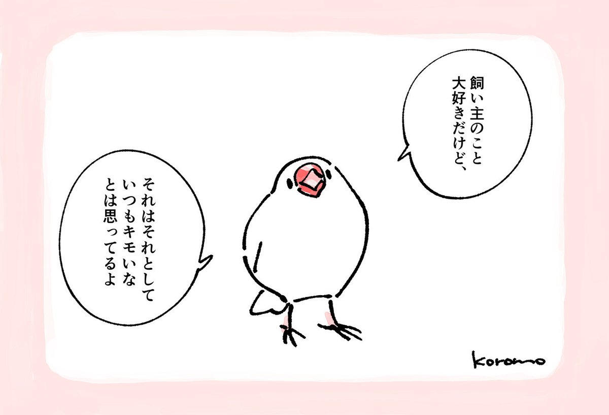 𝐌𝐨𝐟𝐦𝐨𝐟🎁 (@whitejavafinch) / Posts / X