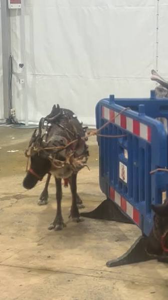 ruben_prz's tweet image. Es preocupante que a día de hoy haya adultos, familias, que consideren divertido mostrar esta imagen de los animales a sus hij@s.

Supongo que desprecian la realidad, por eso prefieren pan y circo.

FIRMA ⬇️⬇️⬇️
change.org/desfilessinani…