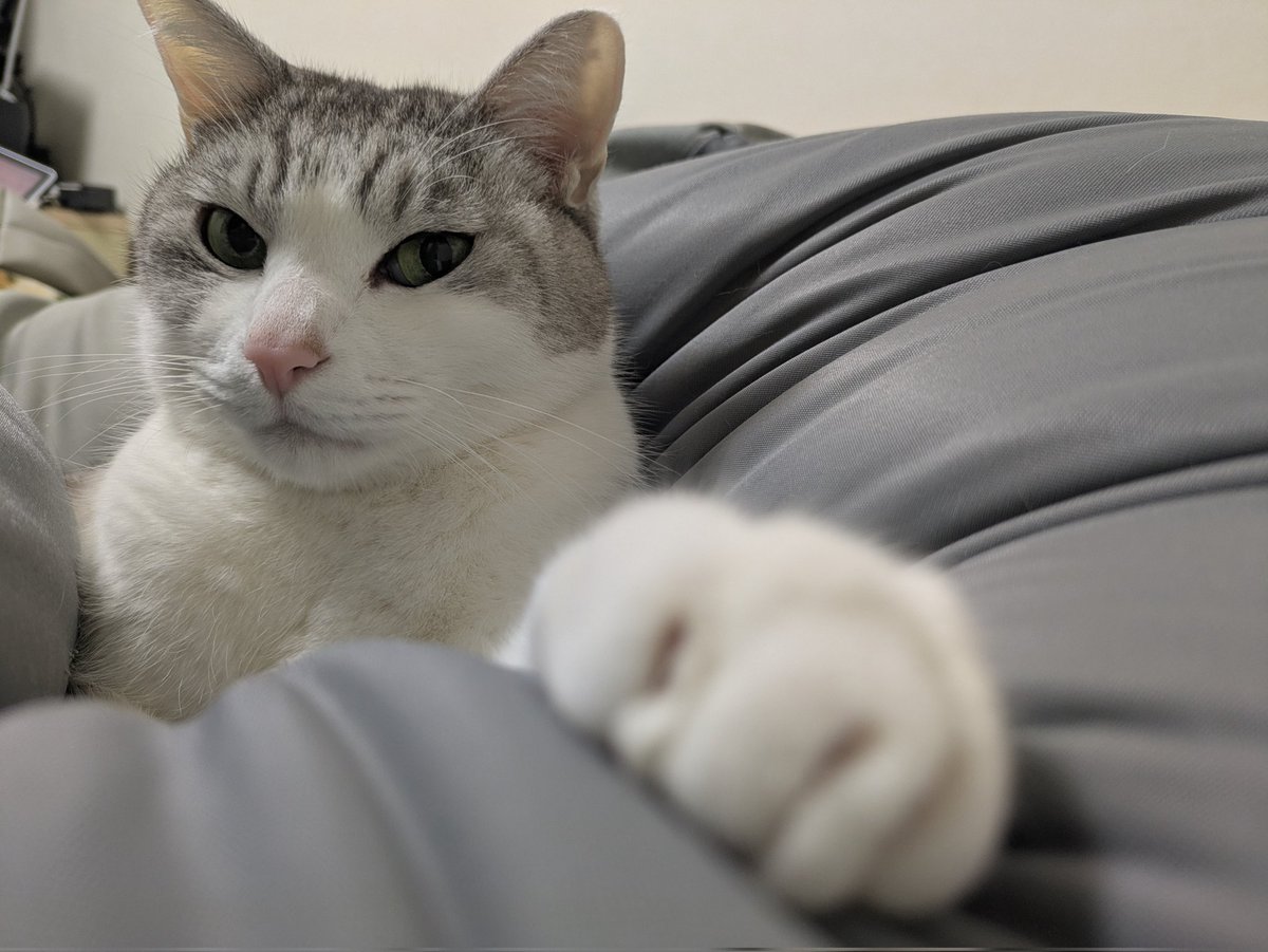 今日もお疲れさん☕ #ねこのいる暮らし𓏲𓎨 #猫好きさんと繋がりたい