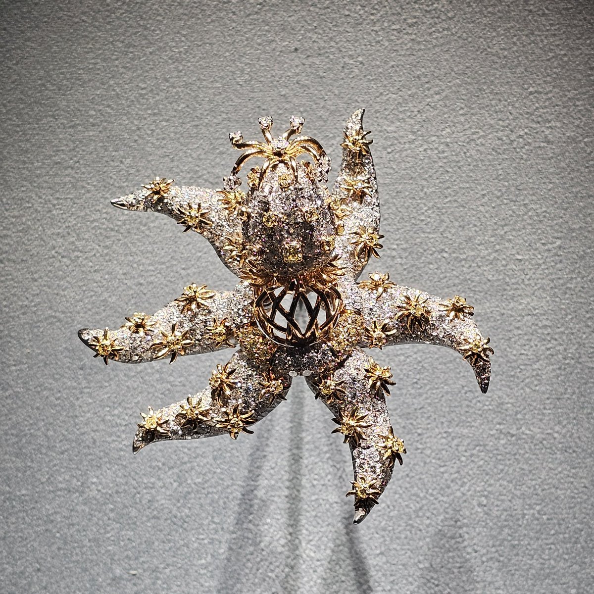 새해 목표  귀여운 말미잘 같은 인간이 되자. (불가사리 위가 말미잘)