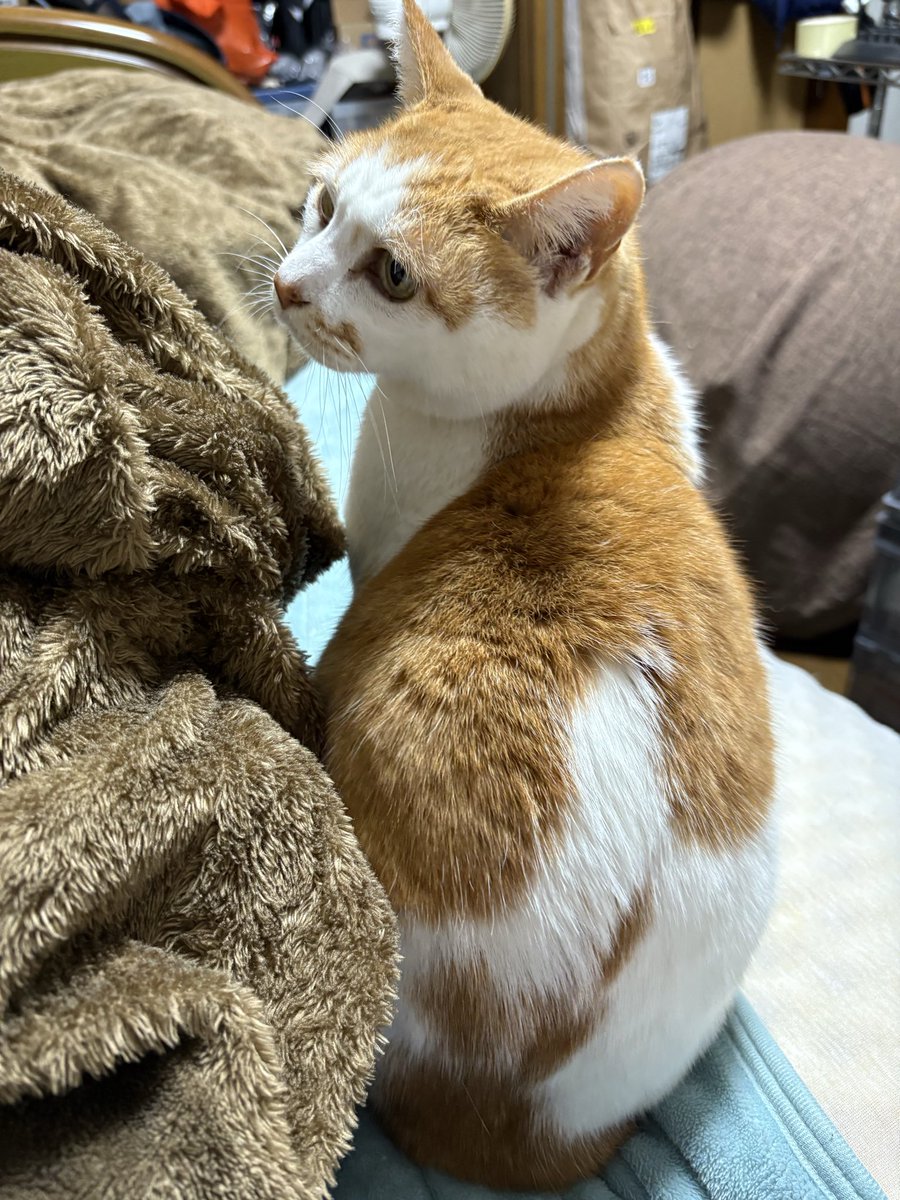 寒い時期だけ寄ってくるうちのぬこ。。。気分屋さんめ♪(=ﾟωﾟ) #sfl897